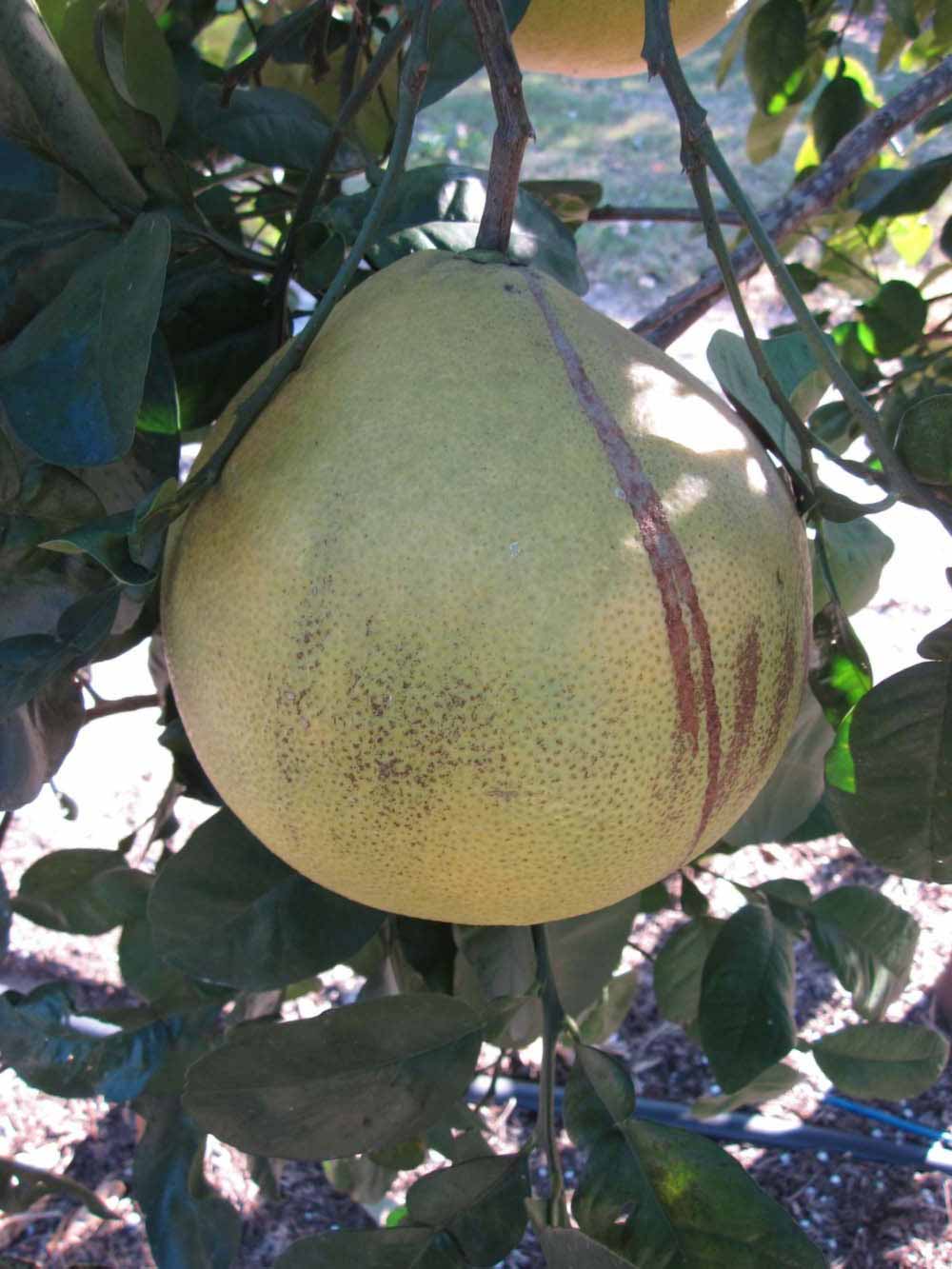              Fruit (Large Pink, Winter Haven, FL)   